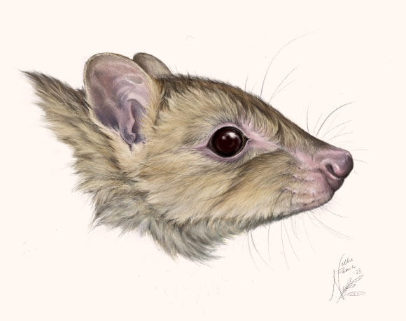 Bettongia haoucharae. Image credit: Nellie Pease.