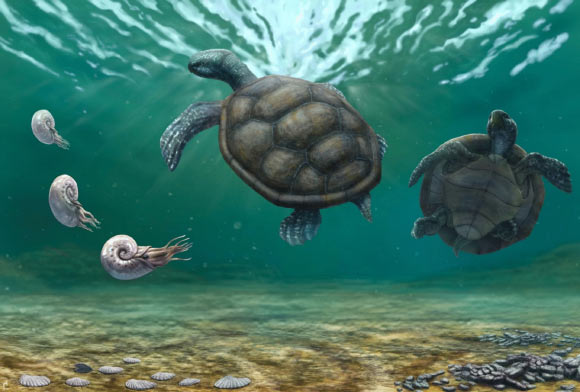 Artistic reconstruction of Craspedochelys renzi and the shallow marine ecosystem where inhabited; the forelimbs with a flippler like shape is based on the most complete thalassochelydian known so far, Thalassemys bruntrutana. Image credit: Juan Giraldo.