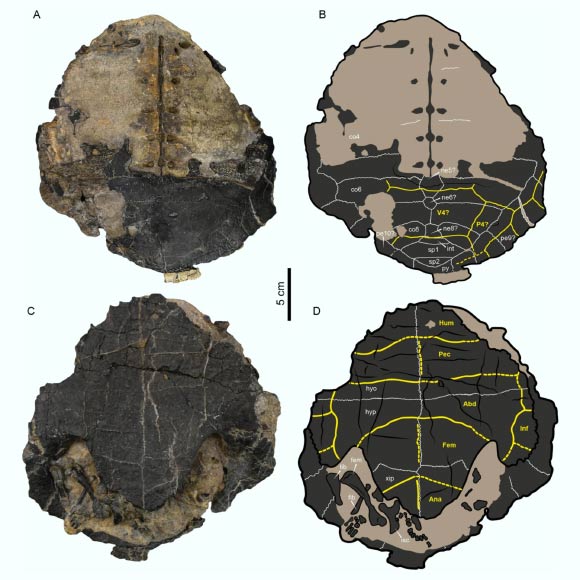 Craspedochelys renzi represented by an articulated shell with some postcranial bones. Image credit: Cadena et al., doi: 10.1186/s13358-025-00394-1.
