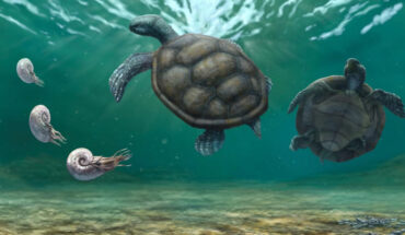 Artistic reconstruction of Craspedochelys renzi and the shallow marine ecosystem where inhabited; the forelimbs with a flippler like shape is based on the most complete thalassochelydian known so far, Thalassemys bruntrutana. Image credit: Juan Giraldo.