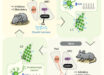 Sleep is known to promote tissue growth and regulate metabolism, partly by enhancing growth hormone (GH) release, but the underlying circuit mechanism is unknown. Ding et al. demonstrate how GH release, which is enhanced during both rapid eye movement (REM) and non-REM (NREM) sleep, is regulated by sleep-wake-dependent activity of distinct hypothalamic neurons expressing GH-releasing hormone (GHRH) and somatostatin (SST). SST neurons in the arcuate nucleus suppress GH release by inhibiting nearby GHRH neurons that stimulate GH release, whereas periventricular SST neurons inhibit GH release by projecting to the median eminence. GH release is associated with strong surges of both GHRH and SST activity during REM sleep but moderately increased GHRH and decreased SST activity during NREM sleep. Furthermore, Ding et al. identified a negative feedback pathway in which GH enhances the excitability of locus coeruleus neurons and increases wakefulness. Image credit: Ding et al., doi: 10.1016/j.cell.2025.05.039.