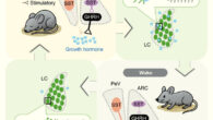 Sleep is known to promote tissue growth and regulate metabolism, partly by enhancing growth hormone (GH) release, but the underlying circuit mechanism is unknown. Ding et al. demonstrate how GH release, which is enhanced during both rapid eye movement (REM) and non-REM (NREM) sleep, is regulated by sleep-wake-dependent activity of distinct hypothalamic neurons expressing GH-releasing hormone (GHRH) and somatostatin (SST). SST neurons in the arcuate nucleus suppress GH release by inhibiting nearby GHRH neurons that stimulate GH release, whereas periventricular SST neurons inhibit GH release by projecting to the median eminence. GH release is associated with strong surges of both GHRH and SST activity during REM sleep but moderately increased GHRH and decreased SST activity during NREM sleep. Furthermore, Ding et al. identified a negative feedback pathway in which GH enhances the excitability of locus coeruleus neurons and increases wakefulness. Image credit: Ding et al., doi: 10.1016/j.cell.2025.05.039.