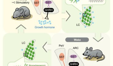 Sleep is known to promote tissue growth and regulate metabolism, partly by enhancing growth hormone (GH) release, but the underlying circuit mechanism is unknown. Ding et al. demonstrate how GH release, which is enhanced during both rapid eye movement (REM) and non-REM (NREM) sleep, is regulated by sleep-wake-dependent activity of distinct hypothalamic neurons expressing GH-releasing hormone (GHRH) and somatostatin (SST). SST neurons in the arcuate nucleus suppress GH release by inhibiting nearby GHRH neurons that stimulate GH release, whereas periventricular SST neurons inhibit GH release by projecting to the median eminence. GH release is associated with strong surges of both GHRH and SST activity during REM sleep but moderately increased GHRH and decreased SST activity during NREM sleep. Furthermore, Ding et al. identified a negative feedback pathway in which GH enhances the excitability of locus coeruleus neurons and increases wakefulness. Image credit: Ding et al., doi: 10.1016/j.cell.2025.05.039.