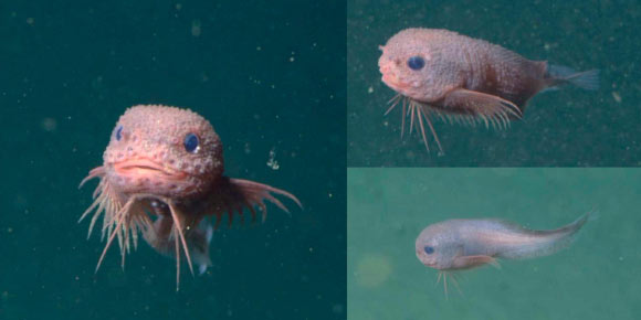 In situ imagery of Careproctus colliculi, Monterey Bay, California, the United States. Image credit: MBARI.