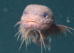 In situ imagery of Careproctus colliculi, Monterey Bay, California, the United States. Image credit: MBARI.