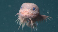 In situ imagery of Careproctus colliculi, Monterey Bay, California, the United States. Image credit: MBARI.