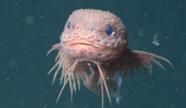 In situ imagery of Careproctus colliculi, Monterey Bay, California, the United States. Image credit: MBARI.