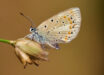 The Atlas blue butterfly (Polyommatus atlantica). Image credit: Roger Vila.