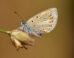 The Atlas blue butterfly (Polyommatus atlantica). Image credit: Roger Vila.