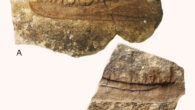 The two separate blocks containing the jaw impression of Newtonsaurus cambrensis. Image credit: Evans et al., doi: 10.1016/j.pgeola.2025.101142.