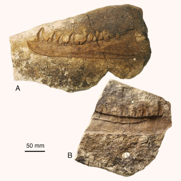The two separate blocks containing the jaw impression of Newtonsaurus cambrensis. Image credit: Evans et al., doi: 10.1016/j.pgeola.2025.101142.