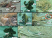 Examples of 12 arm actions from wild octopuses; octopuses often used multiple arm actions on a single arm or multiple arms simultaneously. Image credit: Bennice et al., doi: 10.1038/s41598-025-10674-y.