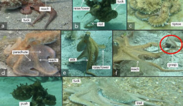 Examples of 12 arm actions from wild octopuses; octopuses often used multiple arm actions on a single arm or multiple arms simultaneously. Image credit: Bennice et al., doi: 10.1038/s41598-025-10674-y.
