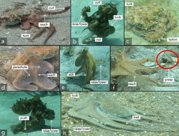 Examples of 12 arm actions from wild octopuses; octopuses often used multiple arm actions on a single arm or multiple arms simultaneously. Image credit: Bennice et al., doi: 10.1038/s41598-025-10674-y.