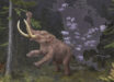 An adult mastodon (Mammut sp.) consuming a spruce branch set against a backdrop illustrating their cyclical continental migrations linked to climate fluctuations. At least two species of mastodons roamed North America during the Middle and Late Pleistocene: the American mastodon, stretching from the eastern seaboard to central parts of the continent, and the Pacific mastodon from central Alberta through California. Image credit: Kathryn Killackey.