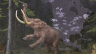 An adult mastodon (Mammut sp.) consuming a spruce branch set against a backdrop illustrating their cyclical continental migrations linked to climate fluctuations. At least two species of mastodons roamed North America during the Middle and Late Pleistocene: the American mastodon, stretching from the eastern seaboard to central parts of the continent, and the Pacific mastodon from central Alberta through California. Image credit: Kathryn Killackey.