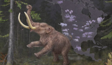 An adult mastodon (Mammut sp.) consuming a spruce branch set against a backdrop illustrating their cyclical continental migrations linked to climate fluctuations. At least two species of mastodons roamed North America during the Middle and Late Pleistocene: the American mastodon, stretching from the eastern seaboard to central parts of the continent, and the Pacific mastodon from central Alberta through California. Image credit: Kathryn Killackey.