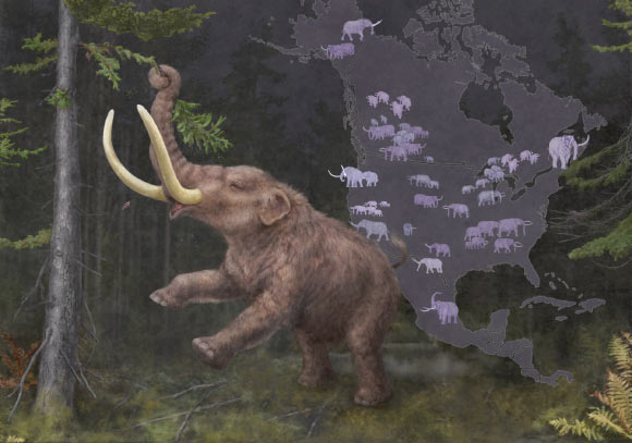 An adult mastodon (Mammut sp.) consuming a spruce branch set against a backdrop illustrating their cyclical continental migrations linked to climate fluctuations. At least two species of mastodons roamed North America during the Middle and Late Pleistocene: the American mastodon, stretching from the eastern seaboard to central parts of the continent, and the Pacific mastodon from central Alberta through California. Image credit: Kathryn Killackey.