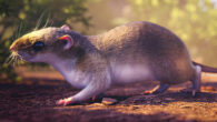 Hypothetical reconstruction of Acarechimys hunikuini. Image credit: Márcio Castro.