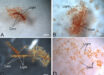 Bright field images are shown for vessels harvested as described in methods from (a) ostrich vessels soaked in hemoglobin solution under deoxygenating conditions, (b) ostrich vessels soaked in hemoglobin under oxygenated conditions, (c) vessels recovered from demineralized Brachylophosaurus canadensis and (d) Tyrannosaurus rex bone. Scale bars - 0.5 mm in (a-c) and 0.2 mm in (d). Image credit: Long et al., doi: 10.1098/rspa.2025.0175.