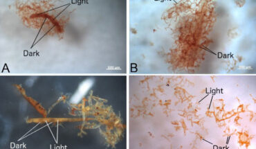 Bright field images are shown for vessels harvested as described in methods from (a) ostrich vessels soaked in hemoglobin solution under deoxygenating conditions, (b) ostrich vessels soaked in hemoglobin under oxygenated conditions, (c) vessels recovered from demineralized Brachylophosaurus canadensis and (d) Tyrannosaurus rex bone. Scale bars - 0.5 mm in (a-c) and 0.2 mm in (d). Image credit: Long et al., doi: 10.1098/rspa.2025.0175.