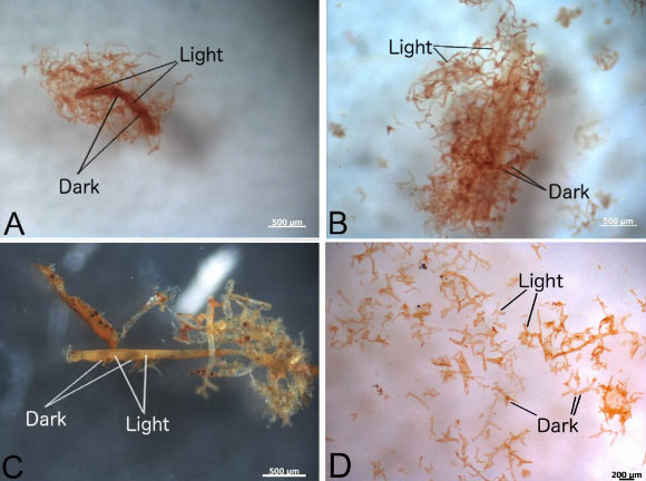 Bright field images are shown for vessels harvested as described in methods from (a) ostrich vessels soaked in hemoglobin solution under deoxygenating conditions, (b) ostrich vessels soaked in hemoglobin under oxygenated conditions, (c) vessels recovered from demineralized Brachylophosaurus canadensis and (d) Tyrannosaurus rex bone. Scale bars - 0.5 mm in (a-c) and 0.2 mm in (d). Image credit: Long et al., doi: 10.1098/rspa.2025.0175.