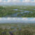 Dinosaurs were ecosystem engineers, preventing dense forests from growing; their sudden demise led to widescale ecological changes, as represented here in an artistic rendering. Image credit: Julius Csotonyi.