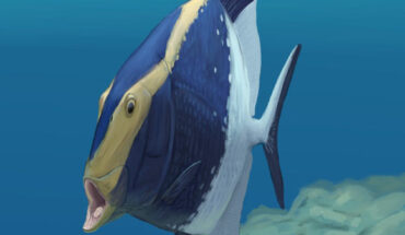 An artist’s impression of Platysomus parvulus. Image credit: Joschua Knüppe.