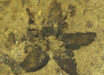 Tilia magnasepala. Image credit: Christian Geier.