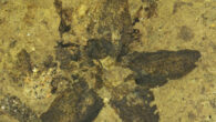 Tilia magnasepala. Image credit: Christian Geier.
