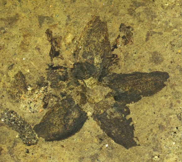 Tilia magnasepala. Image credit: Christian Geier.