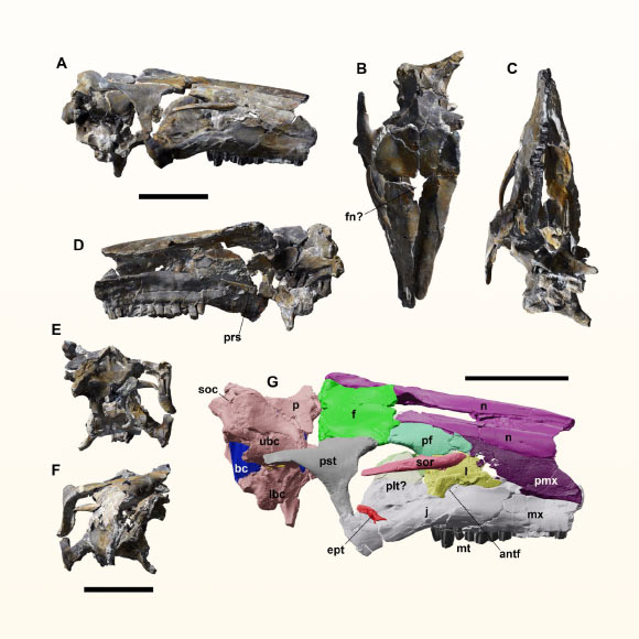 Digital assemblage of the Cariocecus bocagei skull. Image credit: Bertozzo et al., doi: 10.1080/14772019.2025.2536347.