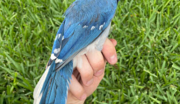 A male hybrid of a green jay mother and a blue jay father. Image credit: Brian R. Stokes.