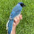 A male hybrid of a green jay mother and a blue jay father. Image credit: Brian R. Stokes.