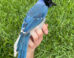 A male hybrid of a green jay mother and a blue jay father. Image credit: Brian R. Stokes.