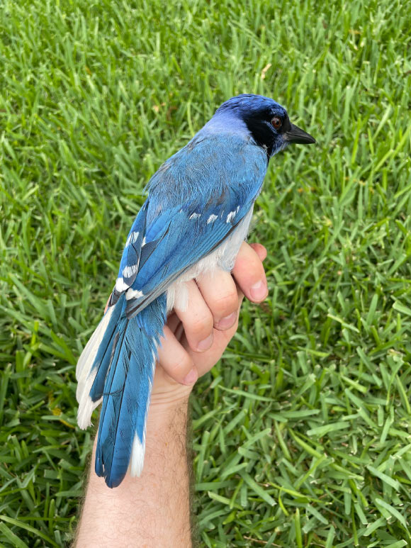 A male hybrid of a green jay mother and a blue jay father. Image credit: Brian R. Stokes.