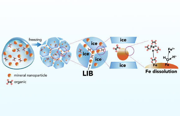 Schematic representation of iron mineral dissolution reactions in ice. Image credit: Sebaaly et al., doi: 10.1073/pnas.2507588122.