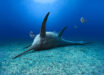 Eurhinosaurus mistelgauensis. Image credit: Andrey Atuchin.