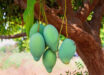 The daily consumption of mango for 24 weeks improved the glycemic control, insulin sensitivity, and body composition in adults with prediabetes, which supports the potential of mango as a practical dietary intervention for metabolic health. Image credit: Mohan Nannapaneni.