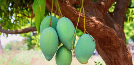 The daily consumption of mango for 24 weeks improved the glycemic control, insulin sensitivity, and body composition in adults with prediabetes, which supports the potential of mango as a practical dietary intervention for metabolic health. Image credit: Mohan Nannapaneni.