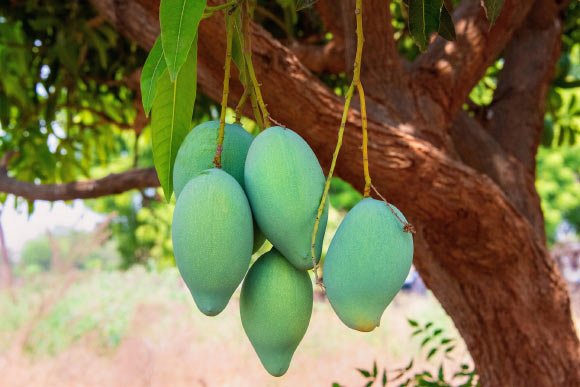 The daily consumption of mango for 24 weeks improved the glycemic control, insulin sensitivity, and body composition in adults with prediabetes, which supports the potential of mango as a practical dietary intervention for metabolic health. Image credit: Mohan Nannapaneni.