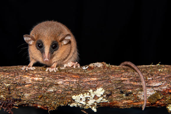 Marmosa chachapoya. Image credit: Pedro Peloso.