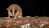 Marmosa chachapoya. Image credit: Pedro Peloso.