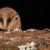 Marmosa chachapoya. Image credit: Pedro Peloso.