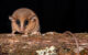 Marmosa chachapoya. Image credit: Pedro Peloso.