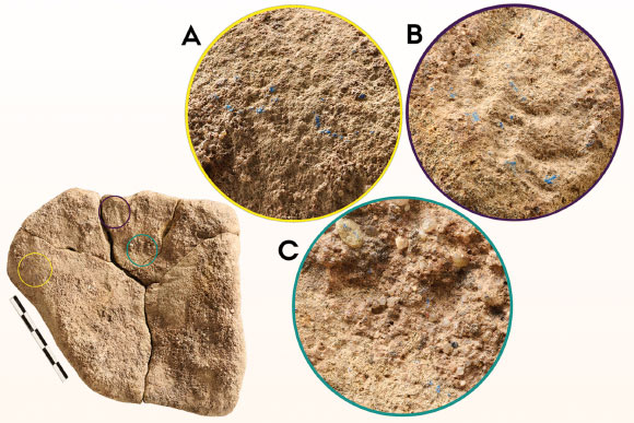The three areas of blue residue present on the sandstone layer of the stone artifact from Mühlheim-Dietesheim, Germany. Image credit: Wisher et al., doi: 10.15184/aqy.2025.10184.