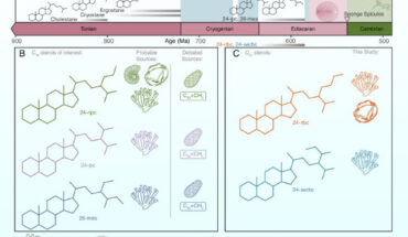 Pictorial representation of the timeline for ancient steranes, highlighting key compounds and their possible biogenic sources. Image credit: Shawar et al., doi: 10.1073/pnas.2503009122.