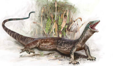 Life reconstruction of Breugnathair elgolensis. Image credit: Brennan Stokkermans / National Museums Scotland.