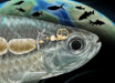 An artist’s reconstruction of the Weberian apparatus in Acronichthys maccognoi; the Weberian structure (gold-colored bones at center) arose from a rib (shown in gray attached to several back bones in the spine) and connect the fish’s air bladder (left) with the inner ear (right). Image credit: Ken Naganawa, University of California, Berkeley.