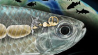 An artist’s reconstruction of the Weberian apparatus in Acronichthys maccognoi; the Weberian structure (gold-colored bones at center) arose from a rib (shown in gray attached to several back bones in the spine) and connect the fish’s air bladder (left) with the inner ear (right). Image credit: Ken Naganawa, University of California, Berkeley.